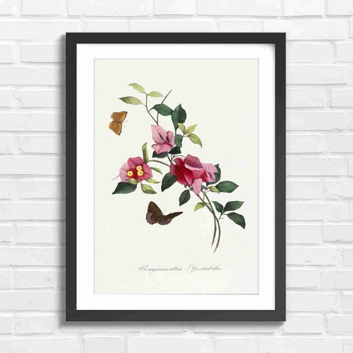 Botanical bougainvillea and - botanical,