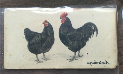 John players australorps - australorps,
