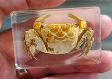Real crab bug insect - bug,