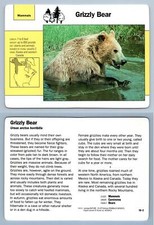 Grizzly Bear #18.2 Mammals - Grolier Wildlife Adventure Card