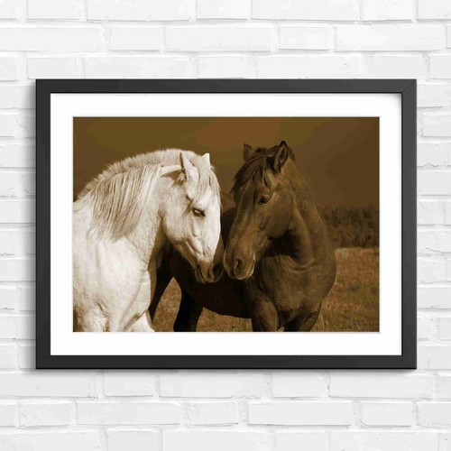 White and brown - and, horse
