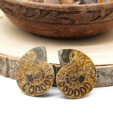 Large Polished Ammonite Fossil