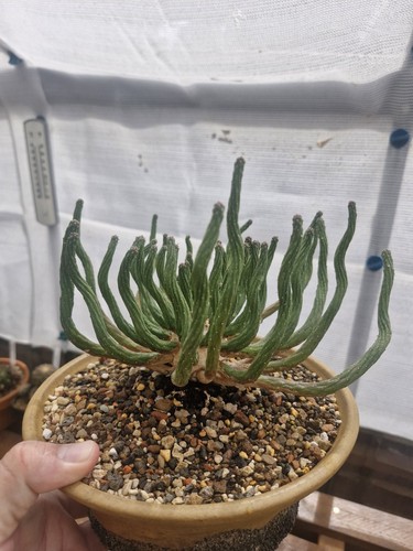 Euphorbia inermis succulent - euphorbia,