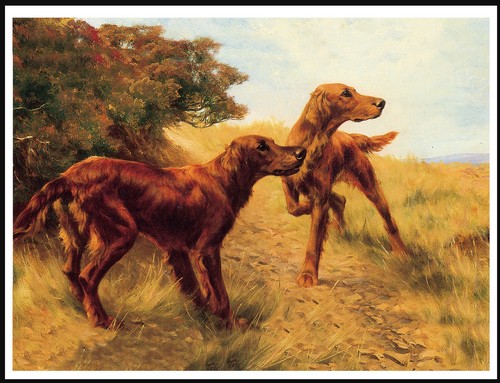 Irish setter dogs dog art - irish,