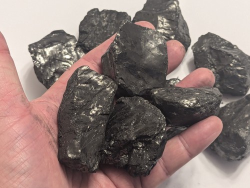 Anthracite coal nut naughty - nut,