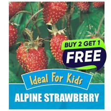 Vegetable Seeds UK Grow Your Own Outdoor Fresh Vegetables | Over 53 varieties