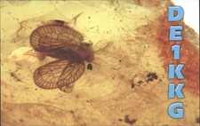 Ham Radio QSL/QSO DE1KKG G3YEU