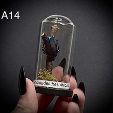 Smaragdesthes Africana in Dome