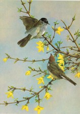 Blackcap Vintage Bird Picture