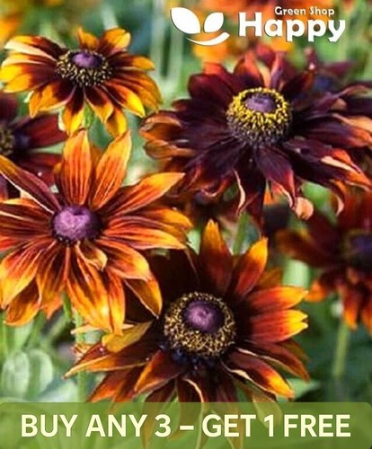 Rudbeckia hirta specialties - rudbeckia,
