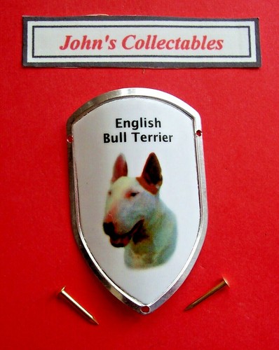 English bull terrier - dog,