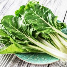 Swiss Chard Seeds Vegetable