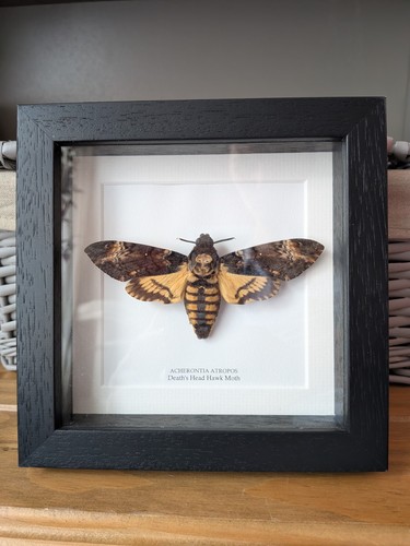 Death head taxidermy moth - head,