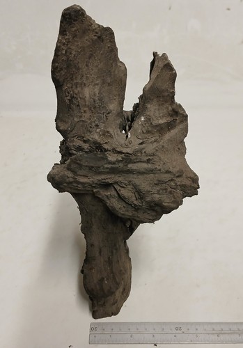 Piece irish bog oak wood - of,
