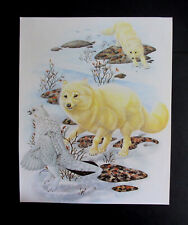 RICHARD ORR 9.30" x  11.45" BEAUTIFUL LARGER SIZE MAMMAL  PRINT "THE ARCTIC FOX"