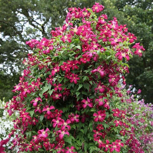 Clematis madame julia - clematis, correvon