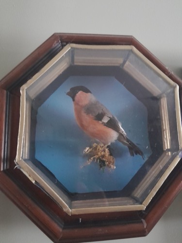 Cased taxidermy bullfinch - taxidermy,
