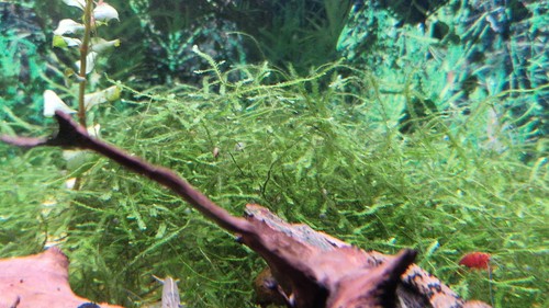 Java moss 10g for - java,