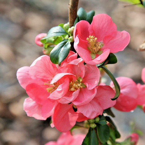 Chaenomeles superba pink - chaenomeles,
