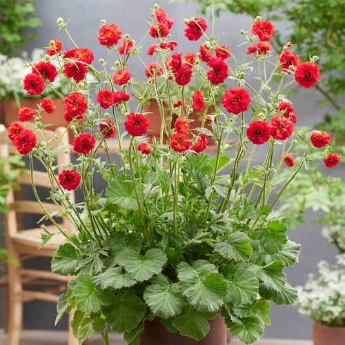 Geum firestarter three - geum,
