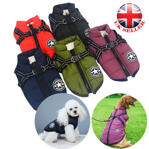 Autumn winter pet - autumn, puppy
