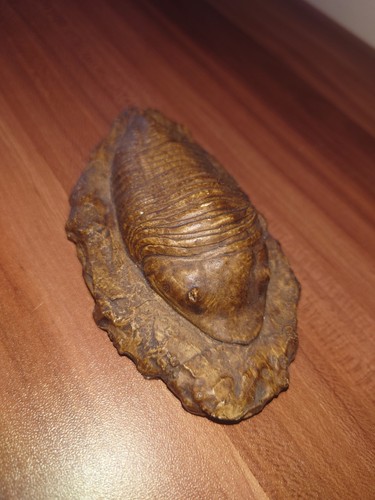 Vintage trilobite fossil - trilobite,