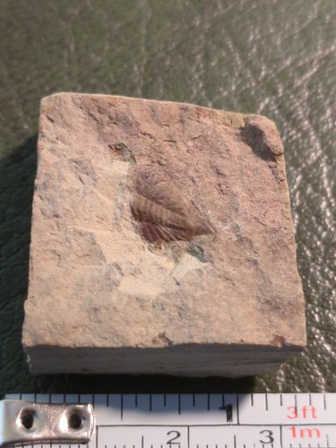 Fossil trilobites dalmanites - trilobites:,