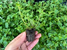 Hot & Spicy Oregano Starter