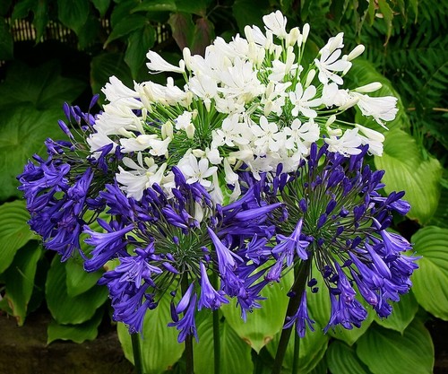 New agapanthus starbust blue - new,