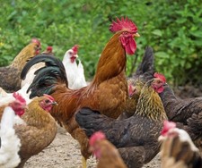 12 x FERTILE CHICKEN eggs4saleFREE✅RANGE LOVELY Pot Luck Mixed breeds2c