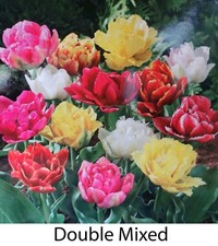 10 20 50 100 Mixed Double