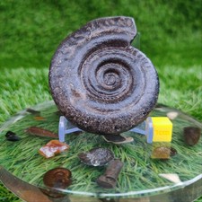 Hildoceras ammonite fossil 3D