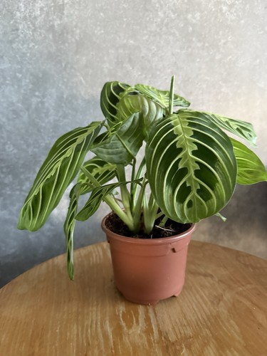 Maranta leuconeura lemon - leuconeura, lime