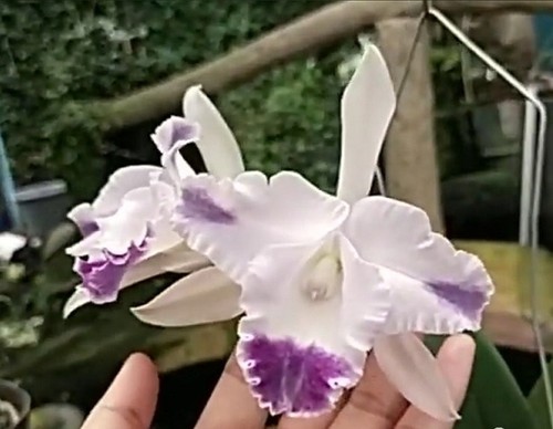 Rare cattleya angela var - rare,