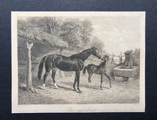 Antique 1845 Equestrian Print