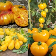 Yellow Tomato Seeds - Huge Selection of Varieties