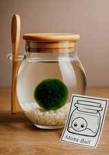 Moss ball terrarium glass - moss,