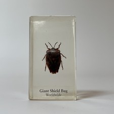 Real Life Bugs And Insects
