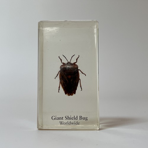 Real life bugs and - real,
