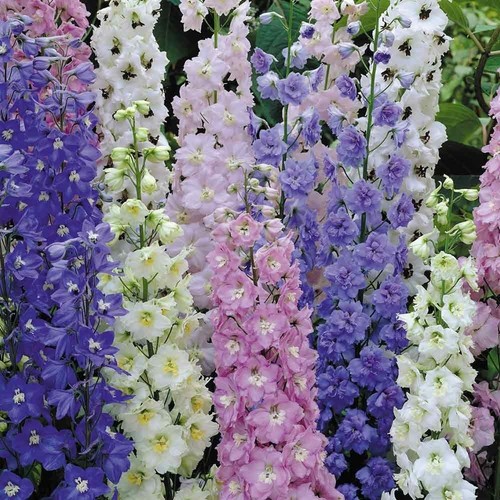 Ltr pots plants - x,