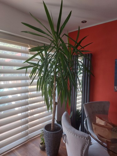 Large live yucca plant 240cm - large,