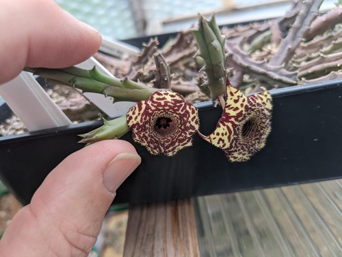 Huernia erinacea carrion - huernia, erinacea.