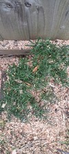 6L Wood Chip , Garden -Alder-
