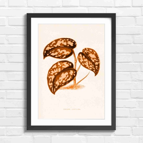 Botanical pothos plant - pothos,