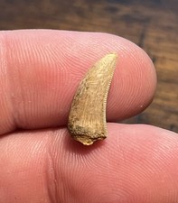 Beautiful tyrannosaurus tooth - beautiful,