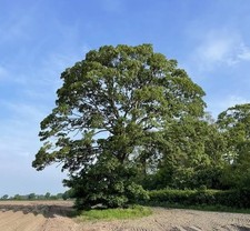 Sessile Oak Quercus bare root
