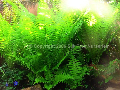 Ostrich shuttlecock fern - /,