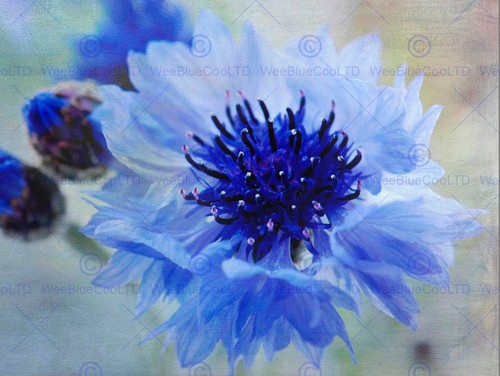 Cornflower flower blue bloom - flower,