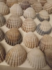 50 prickly cockle shells for weddings, sea shell art, crafts. Width  5 to 6 cm