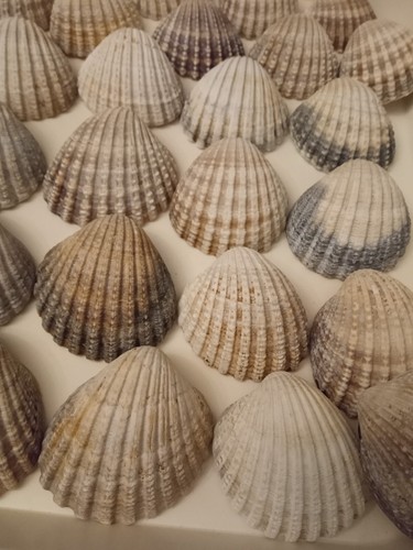 Prickly cockle shells for - prickly,